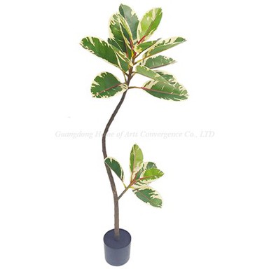 큰 Ficus Tineke 나무